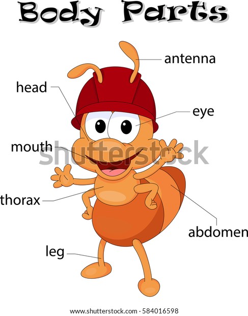 Ant body parts.\
Animal anatomy in English 
