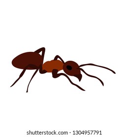 ant, brown, insect, isolated