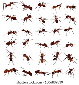 11,155 Ant logo Images, Stock Photos & Vectors | Shutterstock