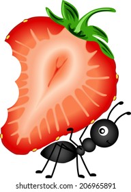 Ant Carrying Strawberry Sliced