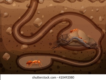 Ant Colony Living Underground Illustration