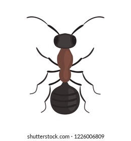 Ant color vector icon. Flat design