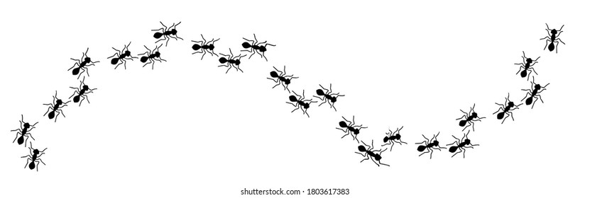 conjunto de rastreo de ant aislado en fondo blanco Ilustración vectorial