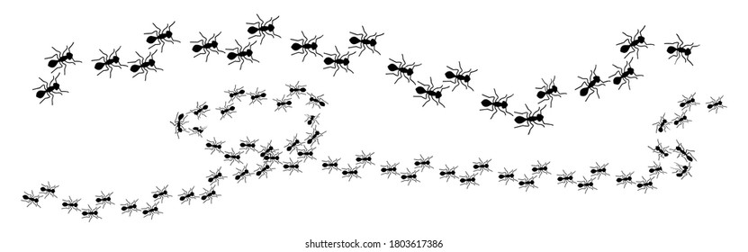 ant crawling set isolated on white background Vector illustration