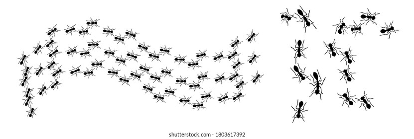 ant crawling set isolated on white background Vector illustration
