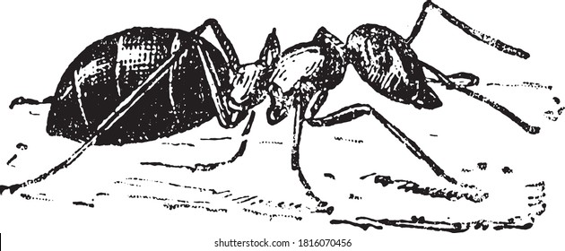 Ant, From the Dictionary of Word and Things, 1888.