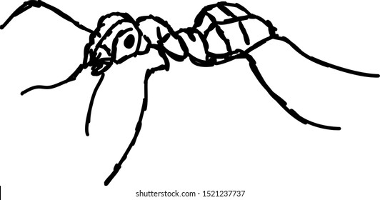 Ant drawing, illustration, vector on white background.