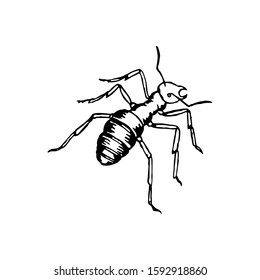 Ant drawing sketch. Hand drawn design vector illustration.