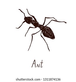 Ant drawing, vintage engraved illustration style, hand drawn doodle, sketch, vector with inscription