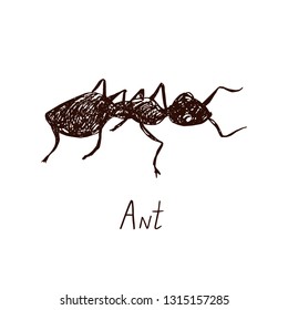 Ant drawing, vintage engraved illustration style, hand drawn doodle, sketch, vector with inscription