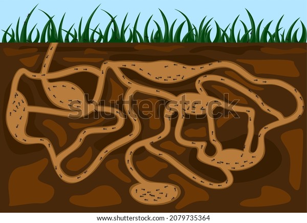 Ant family moving in tunnels\
anthill. Home of insects which life into earth. Vector cartoon\
close-up illustration. Teamwork concept. Vector\
illustration.