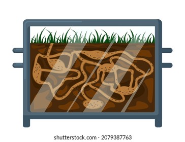 Ant farm isolated on white background. Design element on hobby item formicaria. Ants in tunnels moving into terrarium. Teamwork concept. Vector illustration.
