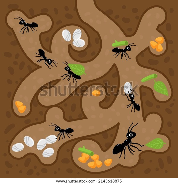 Ant farm. Vector illustration. Anthill, ants,
ant larvae, queen ant,
insects.