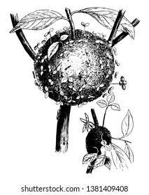 Jardines de hormigas que se construyen alrededor de los ejes de las ramas de los árboles en los bosques tropicales, dibujo vintage de líneas o ilustración de grabado.