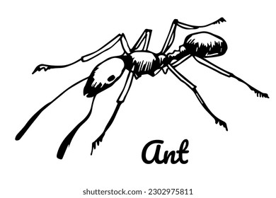 Ant hand drawing vector illustration, vintage engraved  style, doodle, sketch. House orange ants for for insect spray, insecticide package design.