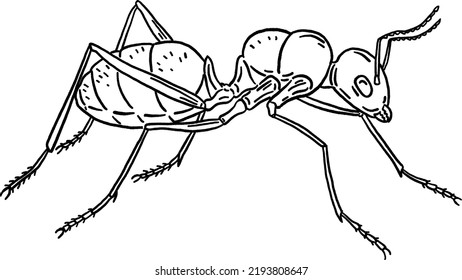 Ant Hand Drawn Line Art Illustration Stock Vector (Royalty Free ...