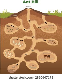 Ant Hill Anatomy Cross Section Diagram Showing Underground Nest Structurs - vector