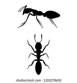 Ant the icon, logo on a white background