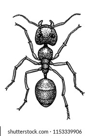 Ant illustration, drawing, engraving, ink, line art, vector