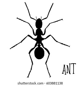 Ant illustration, vector