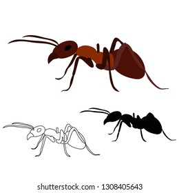 ant, insect, silhouette and sketch isolated