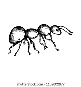 ant insect vector. Isolated on white background.
