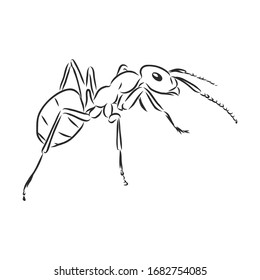 insecto ant, ilustración de esbozo vectorial