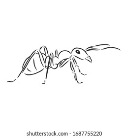 Ant insect, vector sketch illustration 