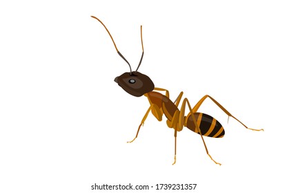Ant isolated on white background, insect vector illustration flat style