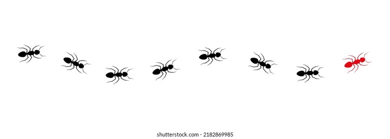 Ant leader trail. Worker ants colony line route teamwork. Vector isolated on white.