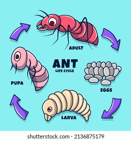 Ant Life Cycle Illustration mit farbigem, handgezeichnet doodle Stil