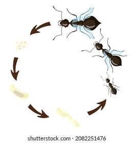 Ant Life Cycle isolated on white background. Stage of development ants larva, pupa, egg, queen, male and worker. Vector illustration.