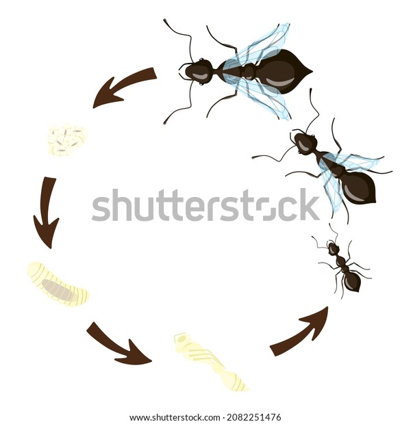Ant Life Cycle isolated on white\
background. Stage of development ants larva, pupa, egg, queen, male\
and worker. Vector\
illustration.