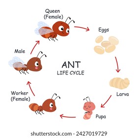 Ant life cycle poster for children. Step by step stages of insects growth. Eggs, pupa, larvae and adults. Cartoon ants develop, nowaday vector info