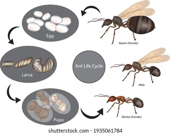 Ant Life Cycle. Stage Of Development (Larva, Pupa, Egg). 
