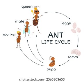 Ant life stages cycle. Eggs larva pupa and adult ants worker male and queen. Cartoon insect growth and develop from birth to adults, classy vector poster