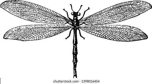 Ant Lion Is Weak Distinguishes Them From The Dragon Fly Vintage Line Drawing Or Engraving Illustration.