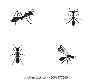 Ant Logo template vector illustration design

