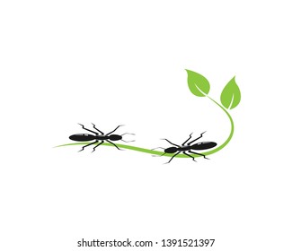 Ant Logo template vector illustration design - Vector