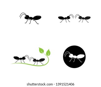 Ant Logo template vector illustration design - Vector