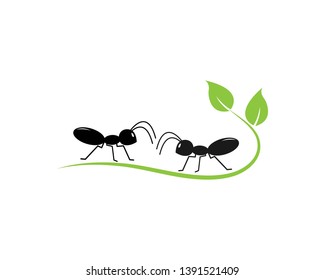 Ant Logo template vector illustration design - Vector