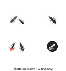 Diseño de ilustración vectorial de la plantilla de logotipo de hormiga