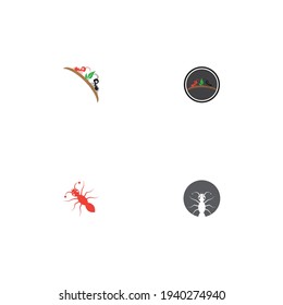 Ant Logo template vector illustration design