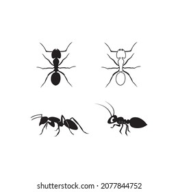Ant logo vector illustration design template.