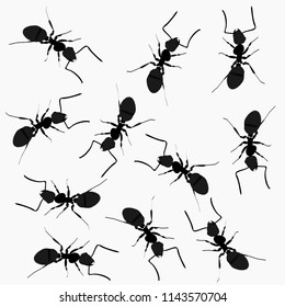 Ant monochromic pattern vector illustration. Black little ants on light background