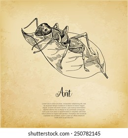 Ant on a leaf