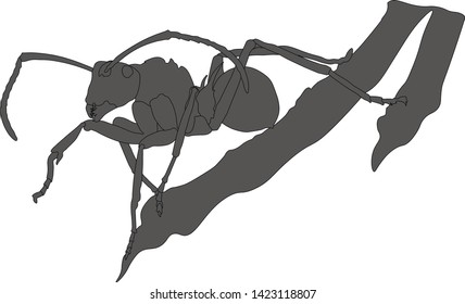ant on a twig vector graphics