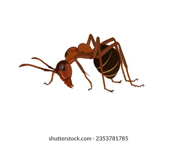 Ant on a white background.