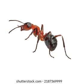 Ant on white background. Emmet vector picture. Pismire illustration. Cartoon ant picture. Emmet hand drawn. Insect illustration. Picture for logo, greeting card and design.