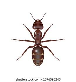 Ant on white background,It's see on top 